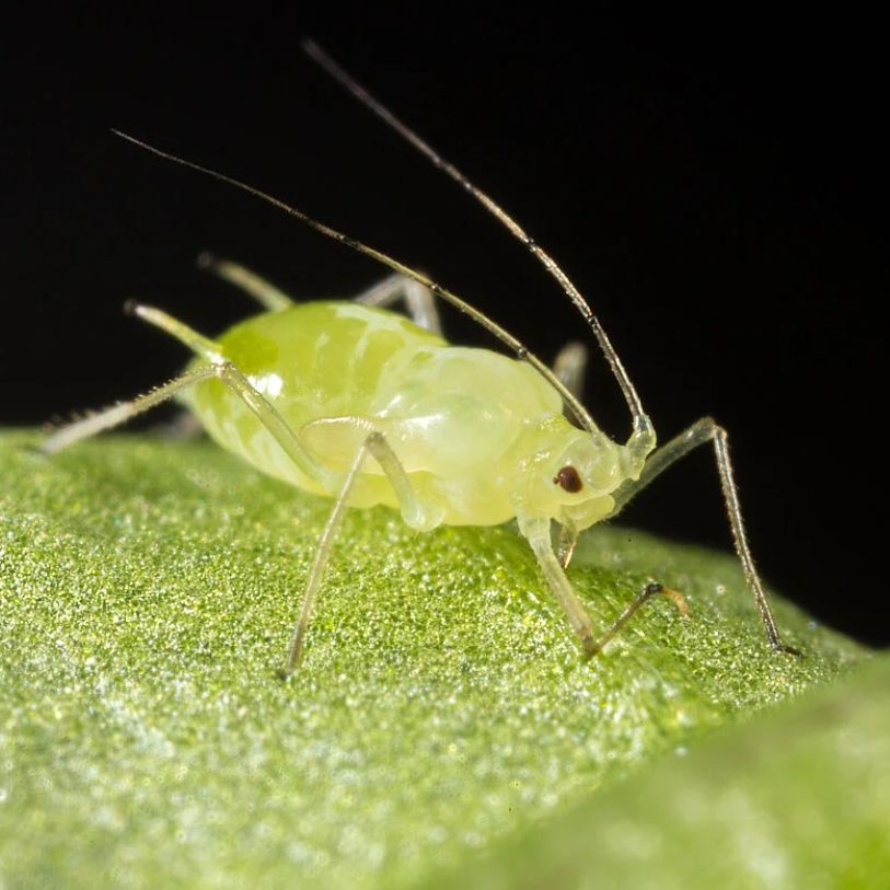 Aphids