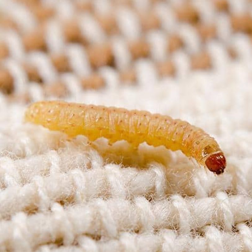 Fabric Pests
