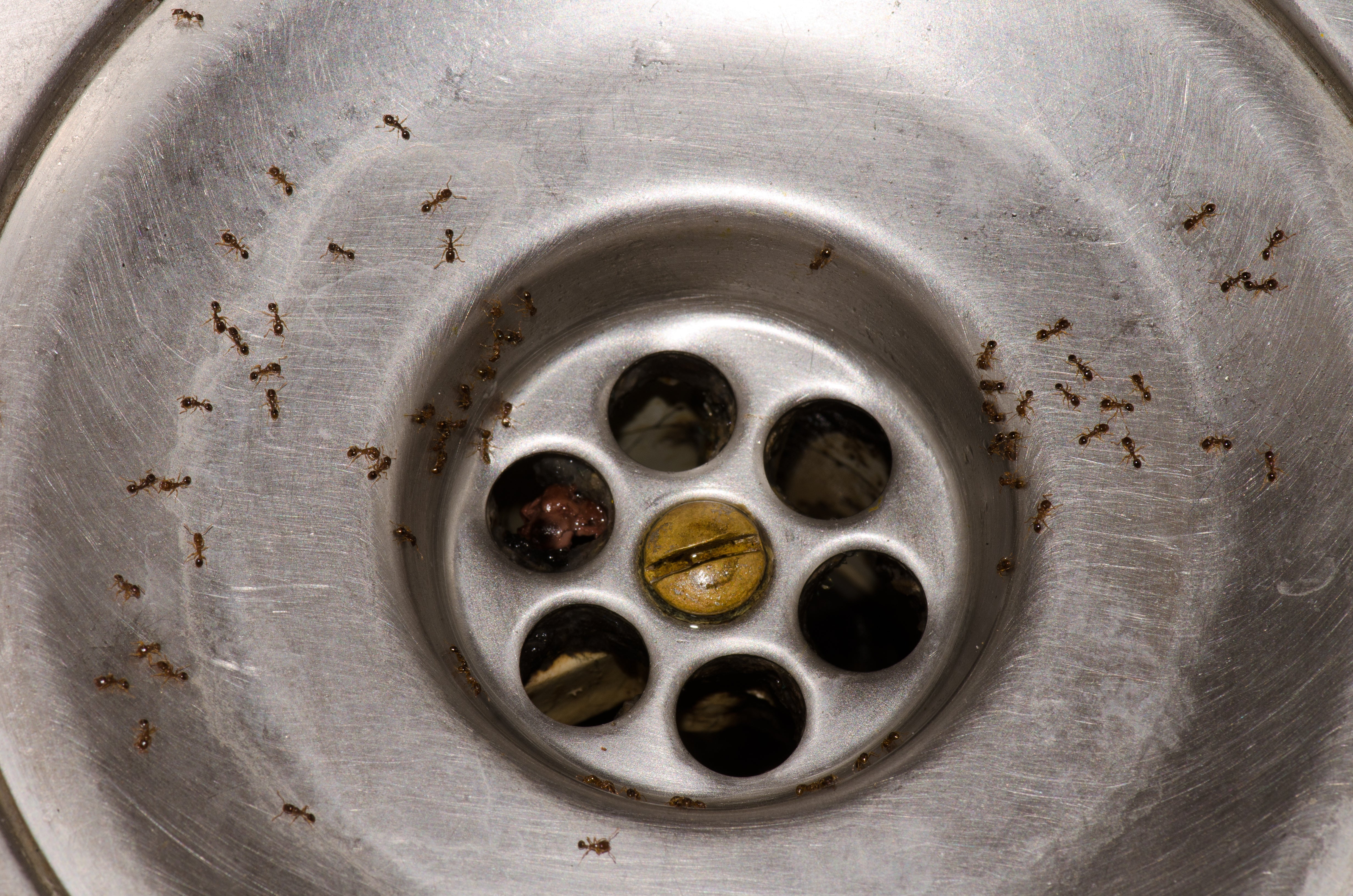 Advance TBS Bait Station